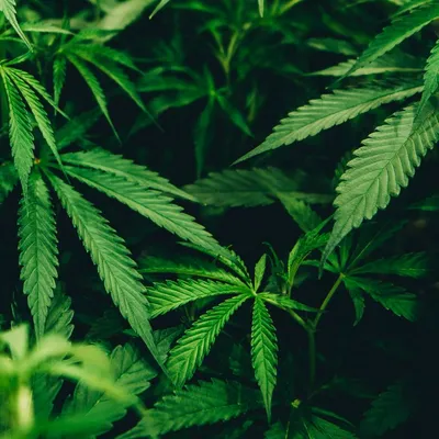 Cannabigerol (CBG): Das Multitalent gegen Angst, Stress und für ein besseres Gedächtnis?