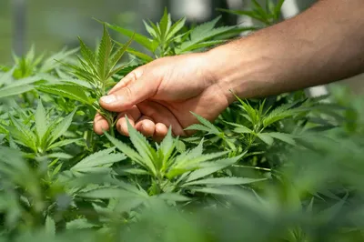 Männliche, weibliche und Zwitter-Cannabispflanzen: Ein Guide für den Eigenanbau und Clubs