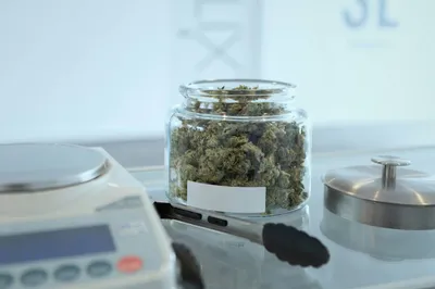 Cannabis Social Clubs in Europa: Ein Modell, das Gemeinschaft und Regulierung vereint