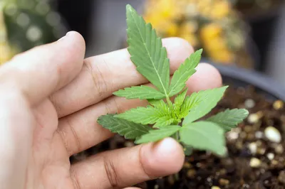 Schritt-für-Schritt Anleitung für eure Anzucht von Cannabisstecklingen